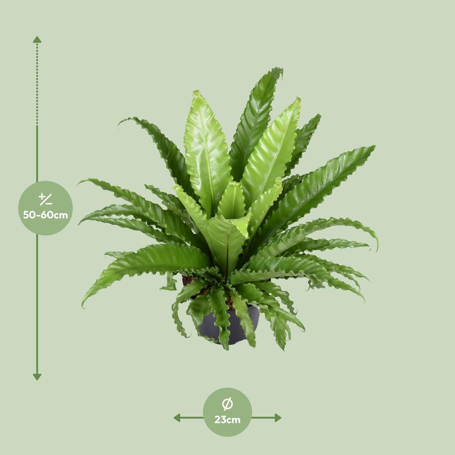 Nestfarn – Asplenium Antiquum Osaka – Zimmerpflanze – Ø23 cm – ↕60 cm – Üppige grüne Wedel – Pflegeleicht 