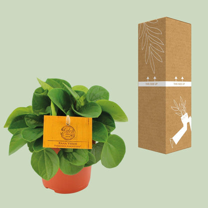 Zwergpfeffer - Peperomia Rana Verde - Zimmerpflanze - Ø11cm - ↕15cm