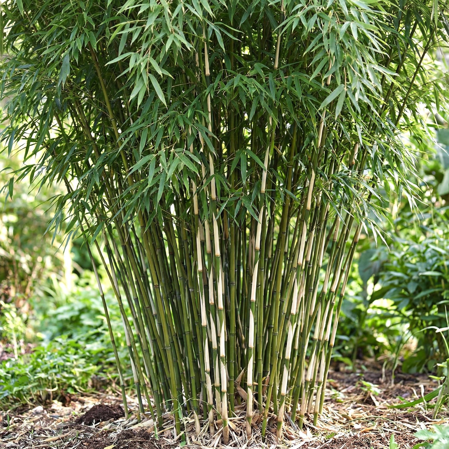 Green boutiQ - Gräser - Fargesia robusta Pingwu - Bambus - Wuchsform: Nicht Ausläuferbildend - Grün - 2 Pflanzen - Topf 23 cm - Höhe 80 cm 