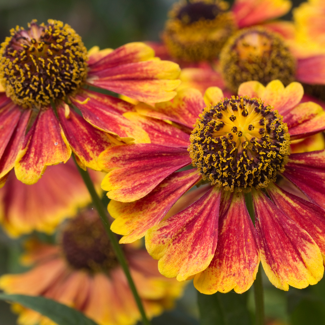 Helenium Moerheim Beauty – 48 Pflanzen – Ø9cm – Höhe 10-25cm – Sonnenbraut Staude – Gelb Orange Sommerblüher – Winterhart für Beet, Präriegarten & Rabatte
