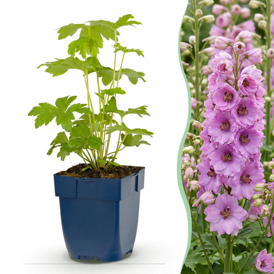 Rittersporn 'Astolat' – Delphinium 'Astolat' – Topf Ø11cm – Bienenfreundliche Staude für Garten & Balkon