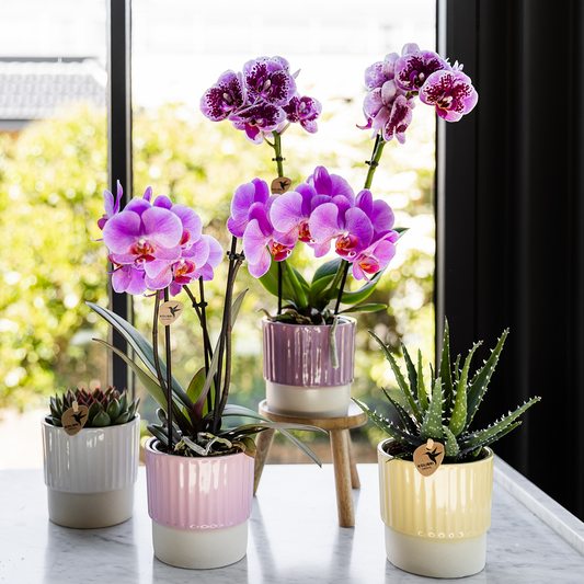 Kolibri Orchids | Violett-Rosa Phalaenopsis-Orchidee Topfgröße Ø9cm | Frederikstad | Blühende Zimmerpflanze – Frisch vom Züchter 