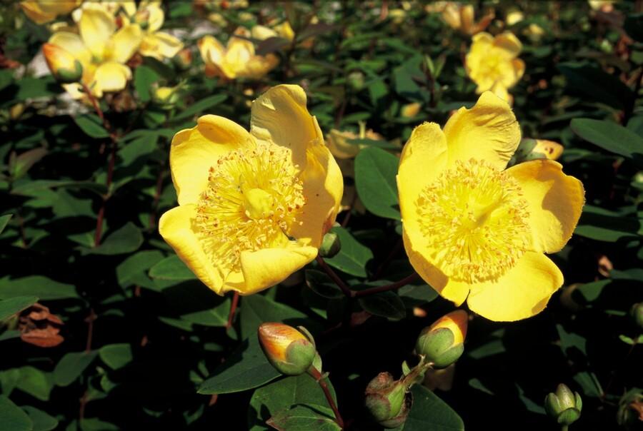 Hypericum dummeri 'Peter Dummer' – 24 Pflanzen – ↕10-25 cm – Ø9 cm – Winterhartes Johanniskraut – Gelbe Blüten – Bodendecker – Pflegeleicht 