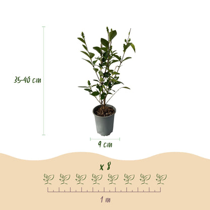 Ovalblättriger Liguster Ligustrum ovalifolium – Immergrüne Heckenpflanzen – 8 Pflanzen – 1 m – 9 cm Höhe 35–40 cm – Grün – Pflegeleicht 