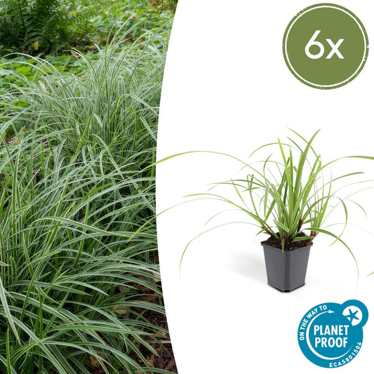 Weißrandige Segge Carex morrowii 'Ice Dance' – ↕10-25cm – Ø9cm – 6 Pflanzen – Immergrünes Ziergras – Bodendecker für Sonne & Schatten – Pflegeleicht