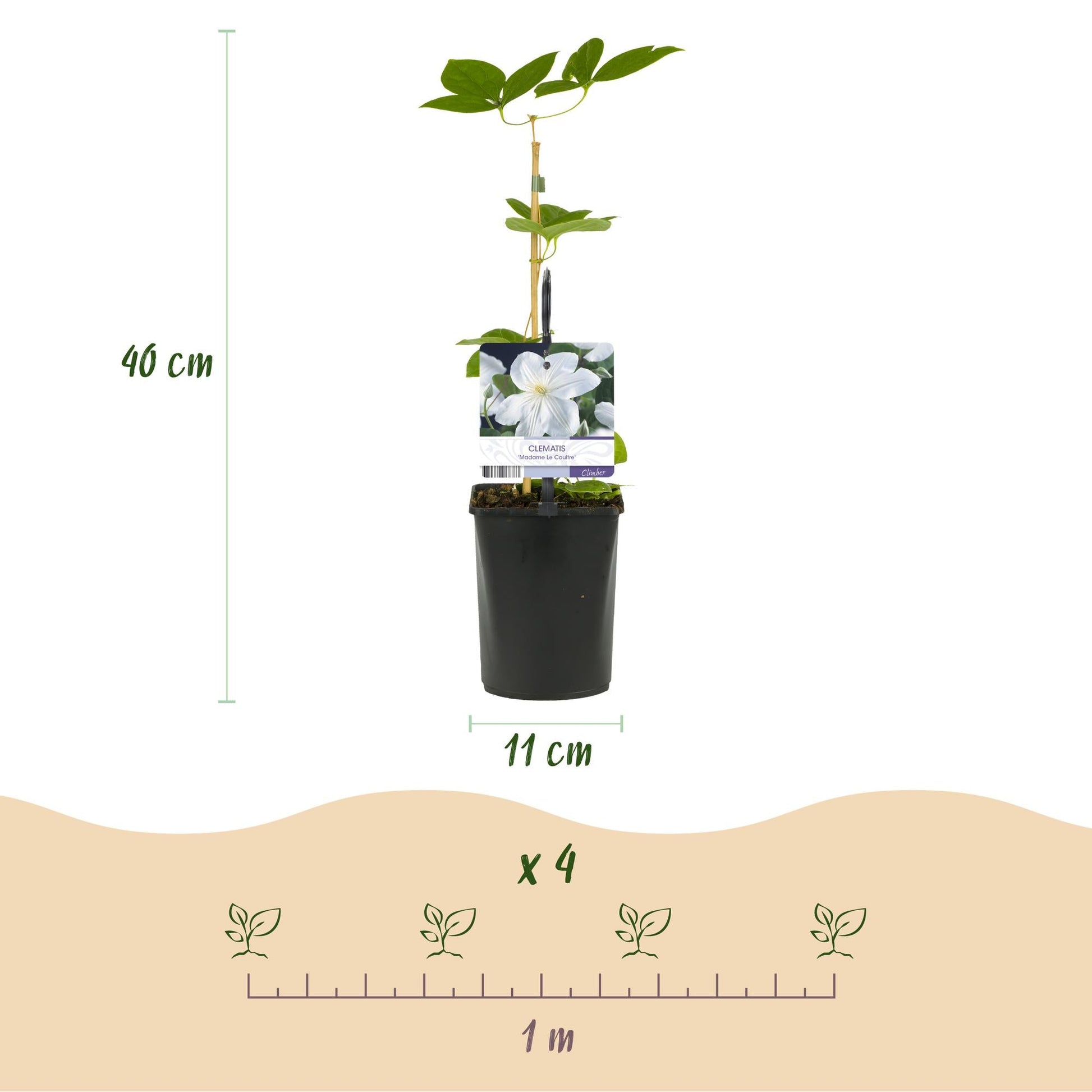 Kletterpflanze Clematis Madame Le Coultre – Cremig weiße Blüten – Wenig Pflege – 2 Pflanzen – 11 cm Höhe 40 cm – Für Garten, Terrasse & Pergolen 