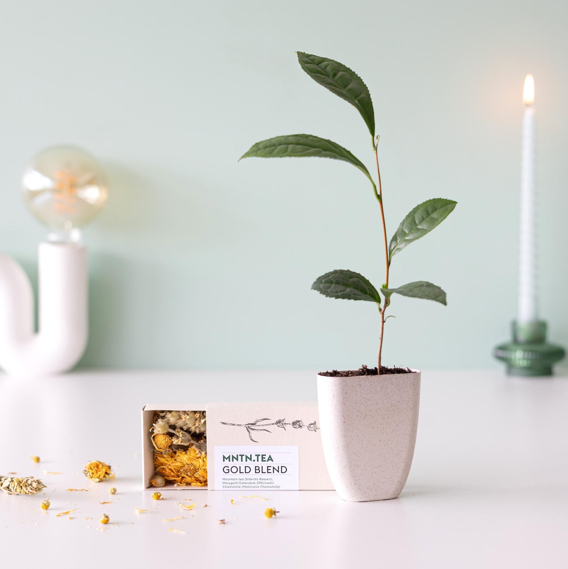 Teepause Geschenkset – Bio Gold Blend Tee & Baby-Teepflanze Camellia sinensis – Briefkastengeschenk – Nachhaltig & plastikfrei – Inkl. Pflegetipps – Für Teeliebhaber 