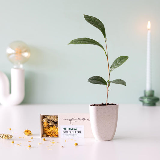 Teepause Geschenkset – Bio Gold Blend Tee & Baby-Teepflanze Camellia sinensis – Briefkastengeschenk – Nachhaltig & plastikfrei – Inkl. Pflegetipps – Für Teeliebhaber