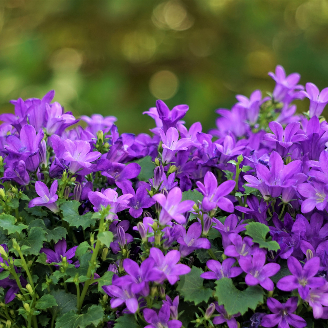 Campanula portenschlagiana – 24 Pflanzen Dalmatiner-Glockenblume – 10-25cm – Ø9cm – Winterharte Bodendecker Staude – Blühpflanze für Garten, Mauer & Steingarten