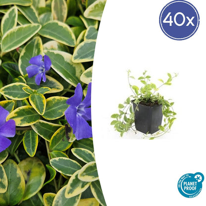 Kleinblättriges Immergrün Vinca minor 'Aureovariegata' – ↕10-25cm – Ø9cm – 40 Pflanzen – Bodendecker – Violette Blüten – Wintergrün