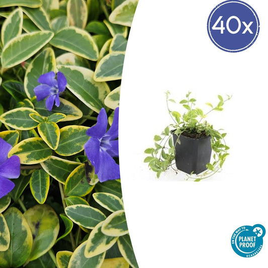 Kleinblättriges Immergrün Vinca minor 'Aureovariegata' – ↕10-25cm – Ø9cm – 40 Pflanzen – Bodendecker – Violette Blüten – Wintergrün