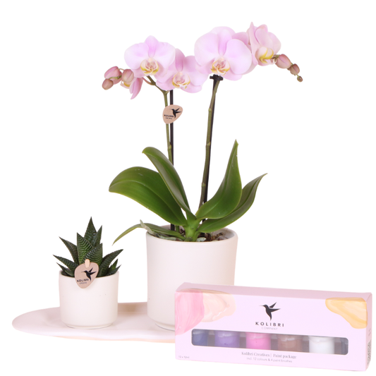 Kolibri Company | Creatives Geschenkset | Rosa Portugal Orchidee Ø9cm + Grünpflanze Ø6cm – inkl. Übertöpfe, Farbe, Pinseln & Tablett – frisch vom Züchter 