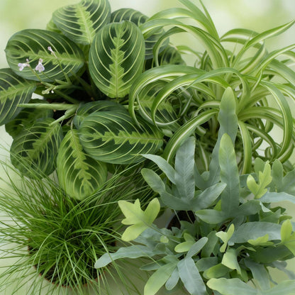 Green boutiQ - Zimmerpflanze - Chlorophytum - Cyperus - Phlebodium - Marantha - Mix aus 4 - Haustierfreundliche Pflanzen - Grün - 4 Pflanzen - mit Potter Grau - Topf 12cm - Höhe 25cm 
