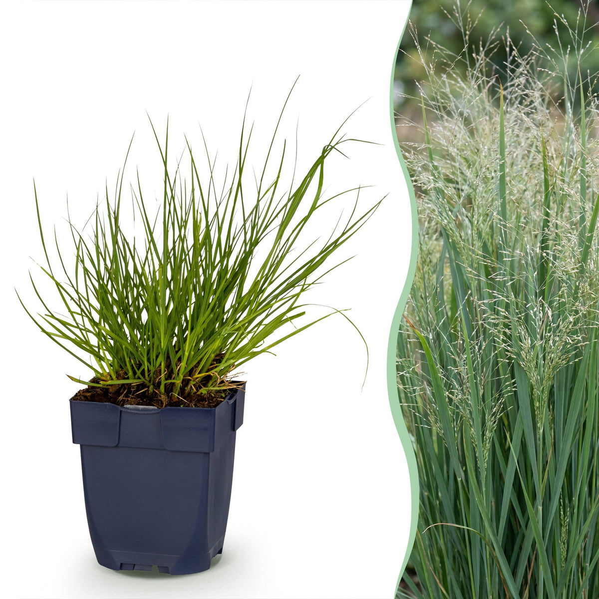 Rutenhirse 'Northwind' – Panicum virgatum 'Northwind' – Topf Ø11cm – Bienenfreundliche Staude für Garten & Balkon