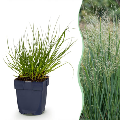 Rutenhirse 'Northwind' – Panicum virgatum 'Northwind' – Topf Ø11cm – Bienenfreundliche Staude für Garten & Balkon
