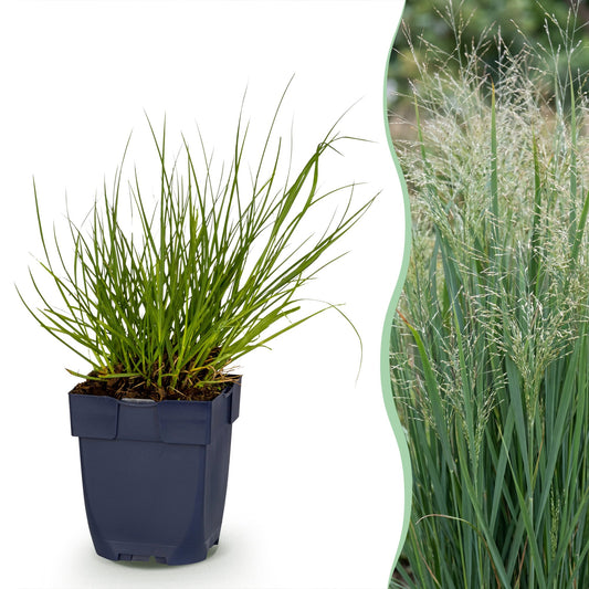 Rutenhirse 'Northwind' – Panicum virgatum 'Northwind' – Topf Ø11cm – Bienenfreundliche Staude für Garten & Balkon