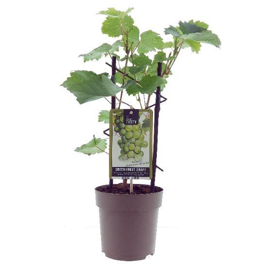 Weinrebe – Vitis Muscat d'Alexandrie – Ø15 cm – ↕40 cm – Süße Muskattrauben – Sonniger Standort – Für Garten & Balkon 