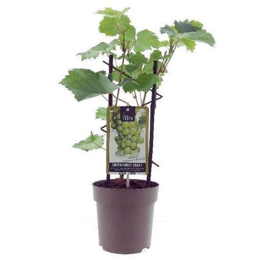 Weinrebe – Vitis Muscat d'Alexandrie – Ø15 cm – ↕40 cm – Süße Muskattrauben – Sonniger Standort – Für Garten & Balkon 