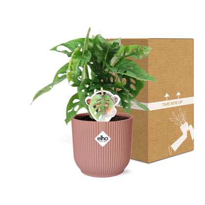 Fensterblatt – Monstera ‘Monkey Leaf’ im Topf Vibes Fold 14cm – Zimmerpflanze im Dekotopf Rose – Pflegeleicht & luftreinigend – Tropisches Flair für Wohnräume 