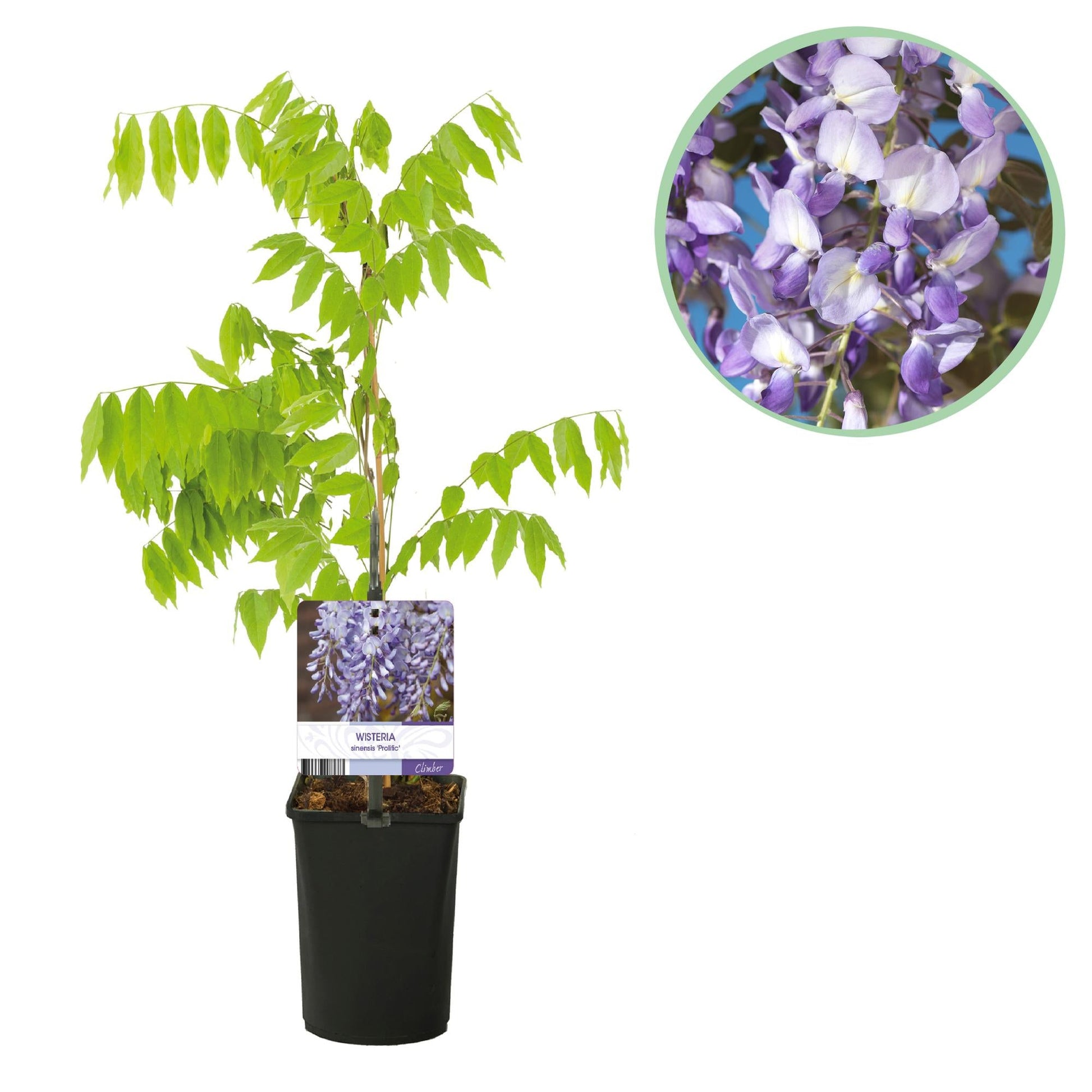 Blauregen Wisteria floribunda Prolific – Kletterpflanze – Blüte Blau – Duftend – Schnellwachsend – 11cm Höhe 40cm – Für Pergolen & Zäune 