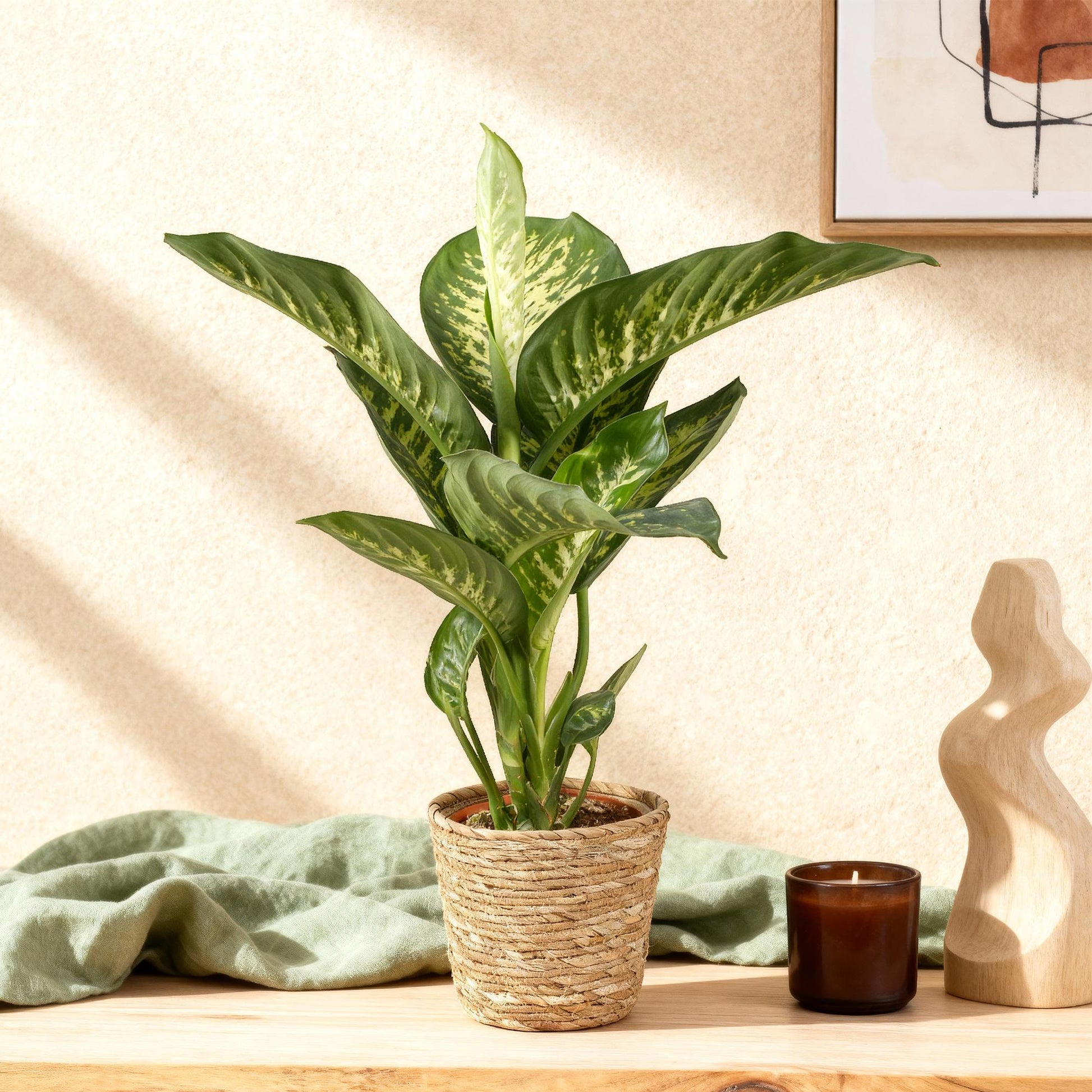 Green boutiQ - Zimmerpflanzen - Diefenbachia Tropic Snow - Dieffenbachia - Wenig Pflege - mit Korb - Bunt - 1 Pflanze - Topf 21cm - Höhe 90-100cm 