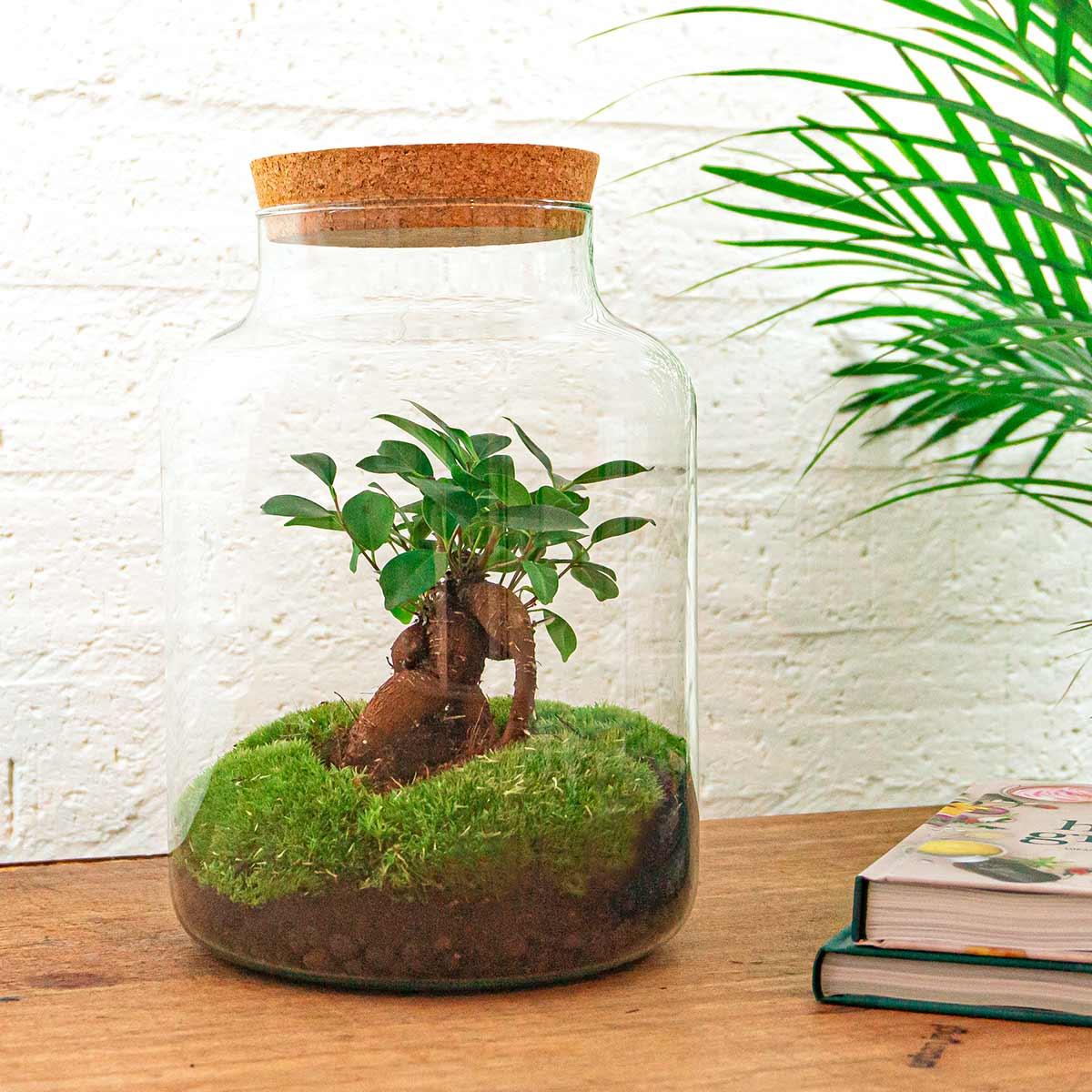 Flaschengarten - DIY Bausatz - Terrarium - Milky Bonsai - ↕30cm