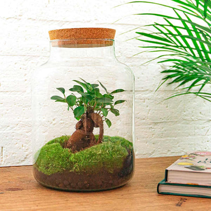 Flaschengarten - DIY Bausatz - Terrarium - Milky Bonsai - ↕30cm
