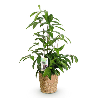 Green boutiQ - Zimmerpflanzen - Dracaena surculosa - Drachenbaum - Wenig Pflege - mit Korb - Grün - 1 Pflanze - Topf 17cm - Höhe 60-70cm 