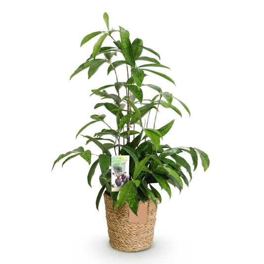 Green boutiQ - Zimmerpflanzen - Dracaena surculosa - Drachenbaum - Wenig Pflege - mit Korb - Grün - 1 Pflanze - Topf 17cm - Höhe 60-70cm 