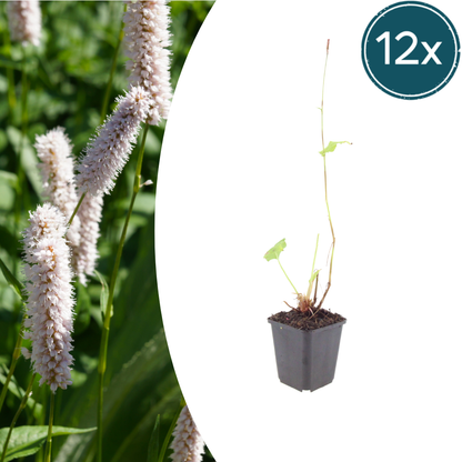 Persicaria bistorta Superba – 12 Pflanzen Ø9cm – Höhe10-25cm – Rosa Blütenstaude für feuchte Beete & Teichrand – Bienenfreundlich winterhart – Pflegeleichte Gartenstaude