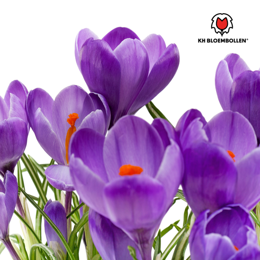 Krokus purpur – 30 Blumenzwiebeln – violette Frühlingsblüher für Beet, Rasen & Topf – mehrjährig 