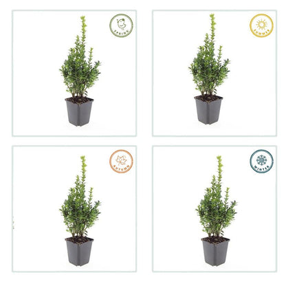 Buxus Sempervirens Heckenpflanzen – 24 Pflanzen –  Immergrüner Buchsbaum – 10–25cm Höhe – Ø9cm – Ideal für Hecken Formschnitt Kugeln & Gartenstruktur