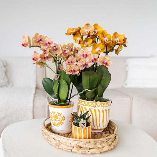 Pflanzenset mit 2 orangefarbenen Phalaenopsis-Orchideen und Sukkulente inkl. Keramik-Übertöpfen