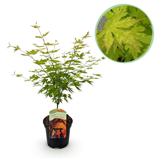 Japanischer Ahorn – Acer palmatum Orange Dream – ca. 70 cm hoch – Orange-Gelb – im 19 cm Topf – Balkon- & Gartenpflanze – Zierbaum mit Farbwechsel 