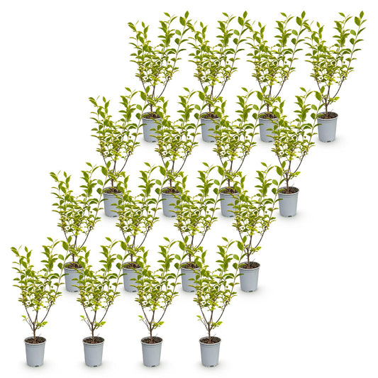 Buntblättriger Liguster – Ligustrum ovalifolium 'Aureum' – 16 Heckenpflanzen – Topf Ø9cm – Höhe 35-45cm – Winterhart & immergrün
