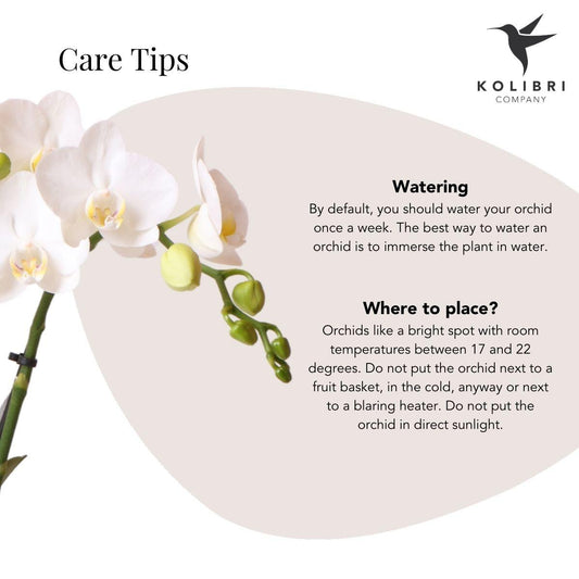 Weiße Phalaenopsis-Orchidee 'Lausanne' – Zimmerpflanze mit 2–3 Blütenstielen – Ø9cm – inkl. schwarzer Bubble-Keramiktopf – Edle Orchidee für Wohnzimmer, Büro & Geschenke