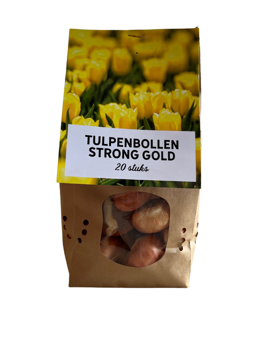 Tulpenzwiebeln 'Strong Gold' – 20 Blumenzwiebeln – Premium-Tulpen in leuchtendem Gelb – Winterharte Blumenzwiebeln aus Holland – Für Garten, Topf & Vase 