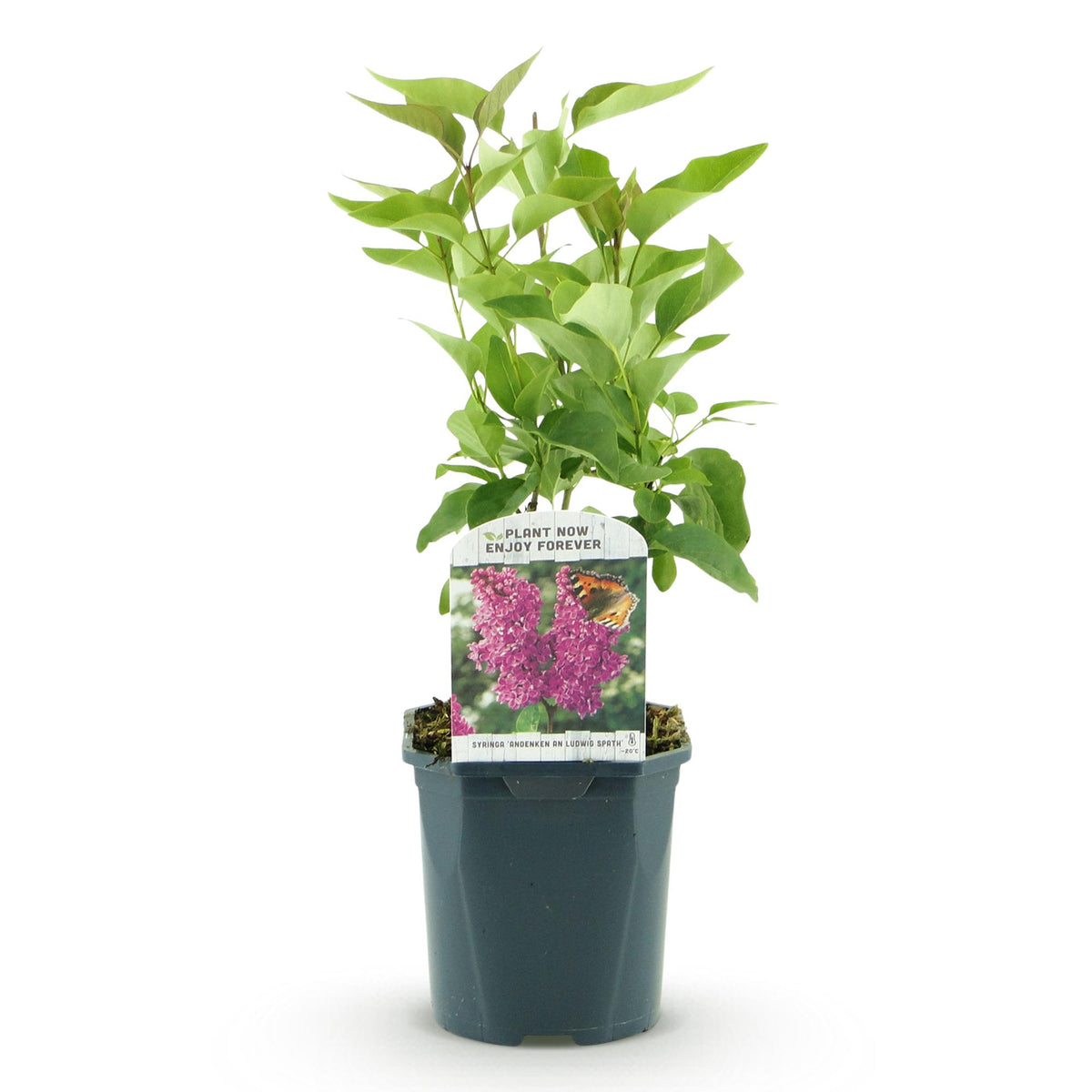 Green boutiQ - Garden Plant - Syringa vulgaris Ludwig Spath - Common Lilac - Hardy - Purple - 1 Plant - Pot 17cm - Height 45cm 