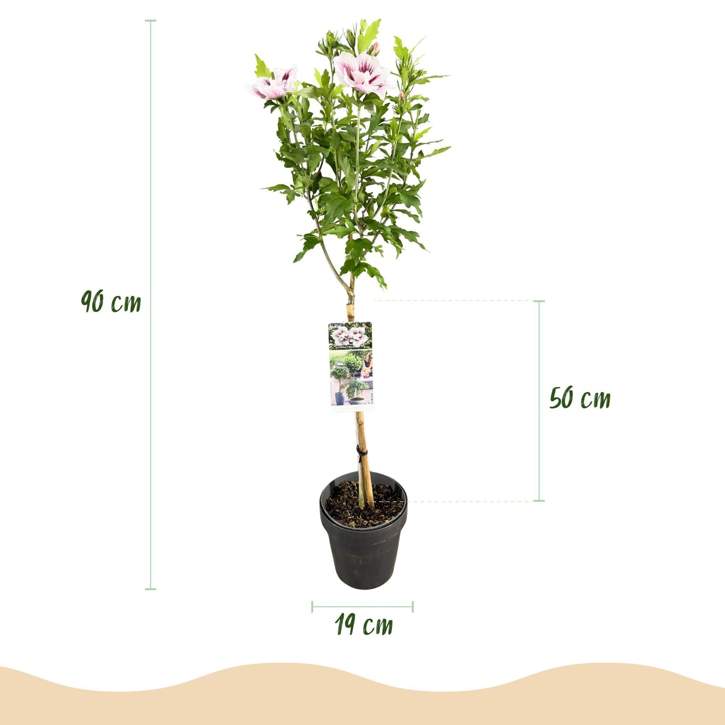Hibiscus syriacus Starburst Chiffon – Blühende Stamm-Pflanze mit cremeweißen Blüten – Laubabwerfend & pflegeleicht – Ø19 cm – Höhe ca. 90 cm – Für Terrasse & Balkon 