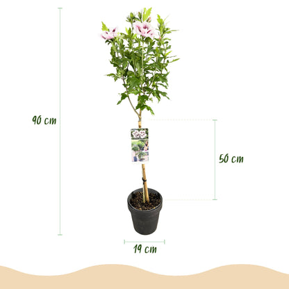 Hibiscus syriacus Starburst Chiffon – Blühende Stamm-Pflanze mit cremeweißen Blüten – Laubabwerfend & pflegeleicht – Ø19 cm – Höhe ca. 90 cm – Für Terrasse & Balkon 