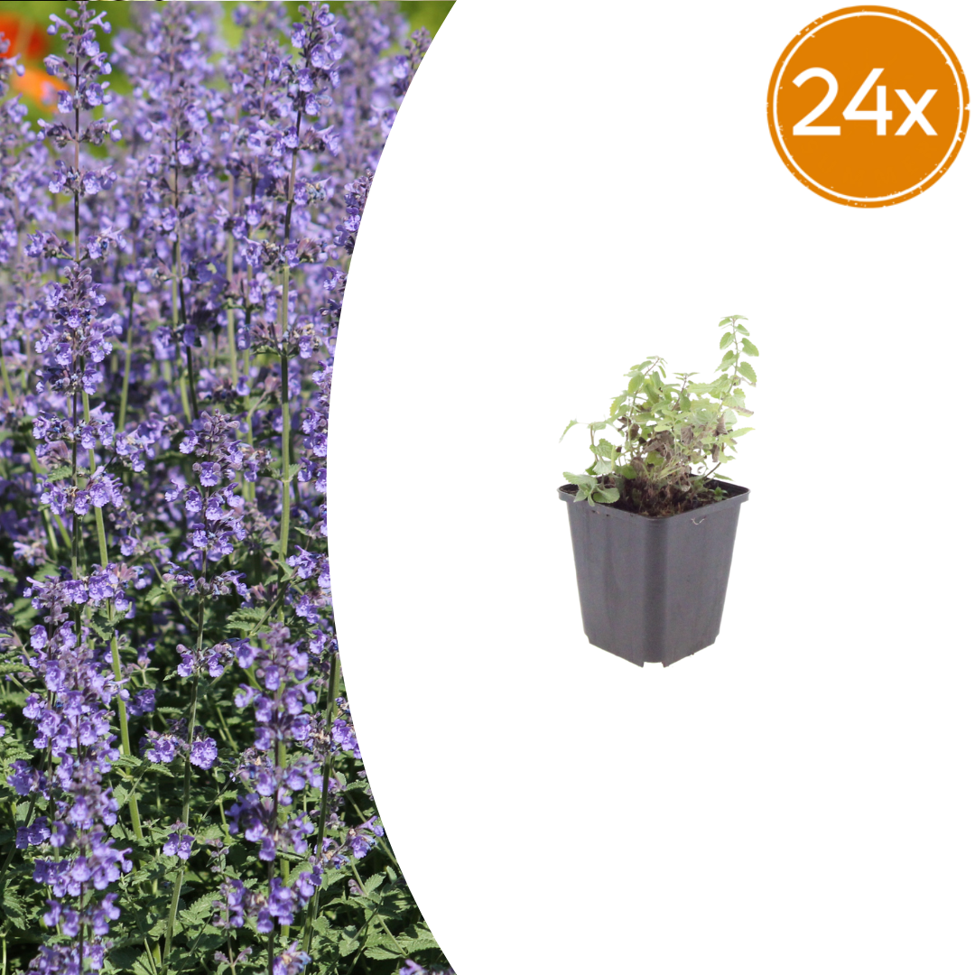 Nepeta Grol Katzenminze – 24 Pflanzen – Ø9cm – Höhe 10-25cm – Winterharte Staude – Blauviolette Blüten – Bienenfreundlich für Beet & Rabatte