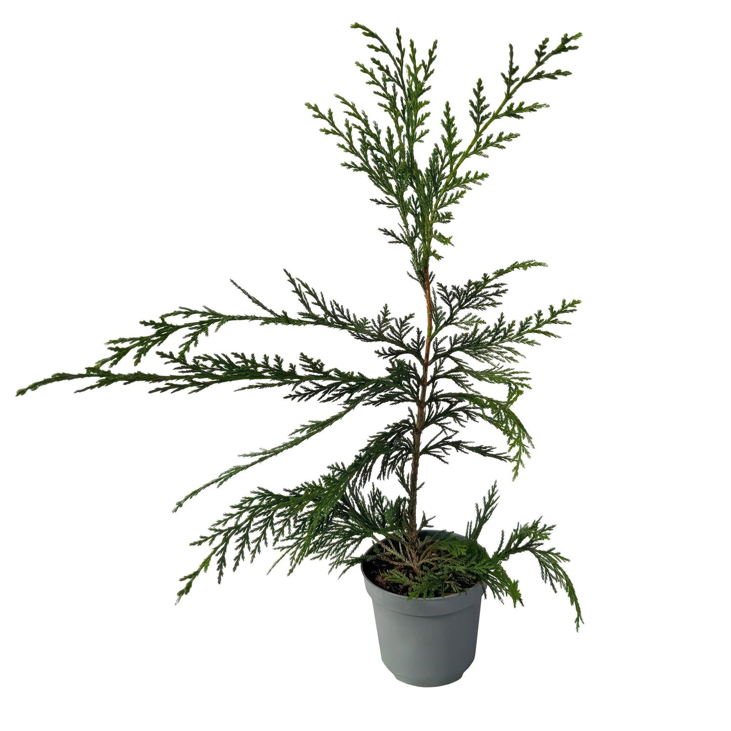 Leyland-Zypresse - Cupressocyparis leylandii - Heckenpflanze - Blatt grün - 8 Pflanzen - 1 laufender Meter - immergrün - Topf 9cm Höhe 35-40cm