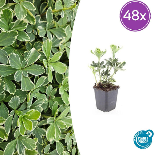 Pachysandra terminalis 'Variegata' – Immergrüner Bodendecker – 48 Pflanzen – ↕10–25 cm – Ø9 cm – Schattentolerant, pflegeleicht, winterhart 
