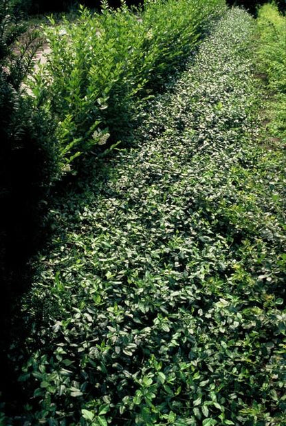 Spindelstrauch – Euonymus fortunei 'Dart's Blanket' – ↕10-25 cm – Ø9 cm – 40 Pflanzen – Bodendecker – Winterhart – Pflegeleicht – Schattentauglich