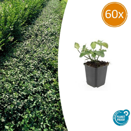 Spindelstrauch – Euonymus fortunei 'Dart's Blanket' – ↕10-25 cm – Ø9 cm – 60 Pflanzen – Zweifarbig & winterhart – Pflegeleichter Bodendecker – Sonne & Schatten
