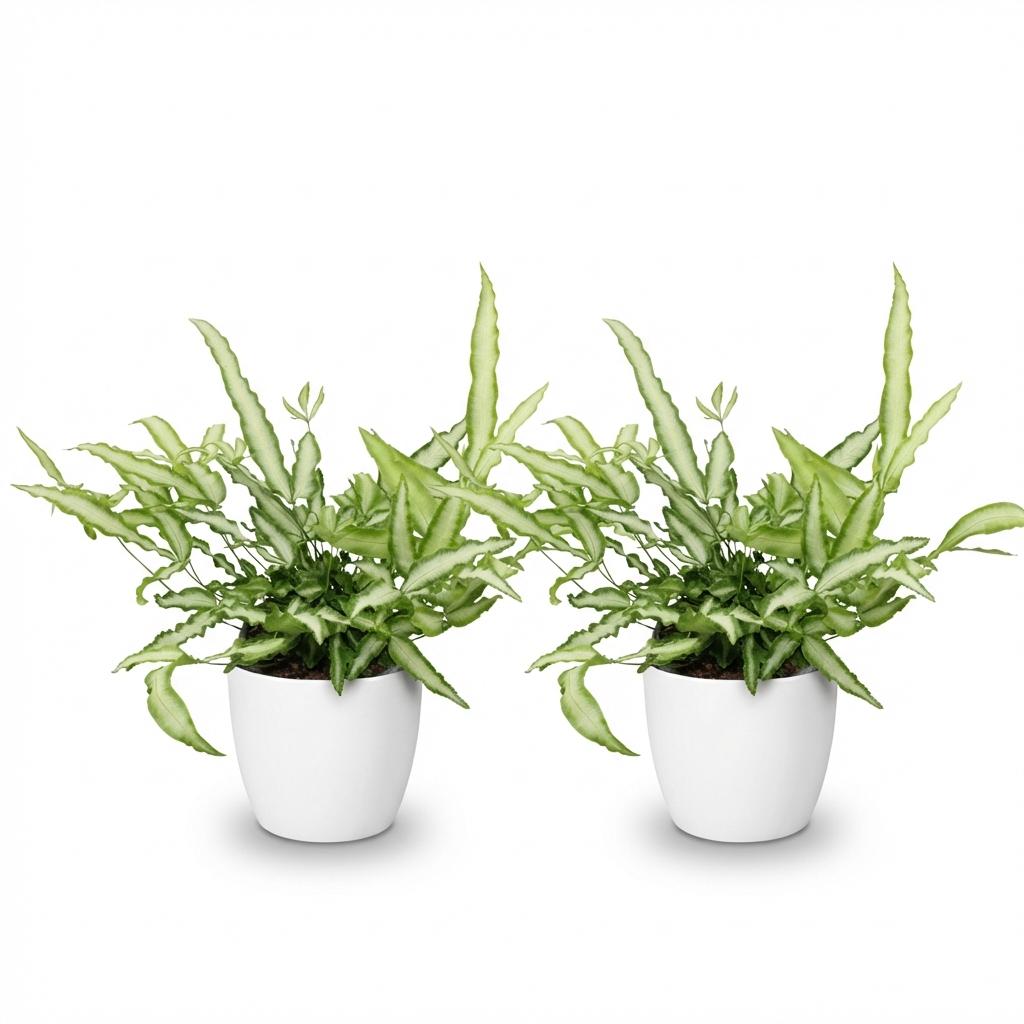 Green boutiQ - Zimmerpflanze - Pteris cretica Albolineata - Schwertfarn - Haustierfreundliche Pflanze - Grün - 2 Pflanzen - mit Potter Weiß - Topf 12cm - Höhe 20cm 