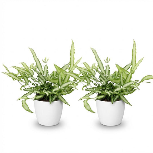 Green boutiQ - Zimmerpflanze - Pteris cretica Albolineata - Schwertfarn - Haustierfreundliche Pflanze - Grün - 2 Pflanzen - mit Potter Weiß - Topf 12cm - Höhe 20cm 