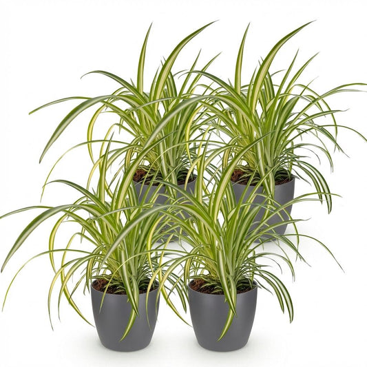 Green boutiQ - Zimmerpflanze - Chlorophytum comosum Variegatum - Bunte Graslilie - Haustierfreundliche Pflanze - Grün - 4 Pflanzen - mit Potter Grau - Topf 12cm - Höhe 20cm 