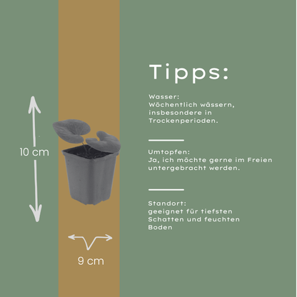 Europäische Haselwurz Asarum europaeum – 6 Pflanzen – Immergrüner Bodendecker – 10-25cm – Ø9cm – Schattenstaude für Beet & Unterpflanzung