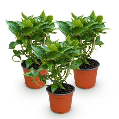 Green boutiQ - Gartenpflanze - Hydrangea macrophylla Tricolour - Hortensie - Winterfest - Rot-Blau-Weiß - 3 Pflanzen - Topf 12cm - Höhe 20-30cm 